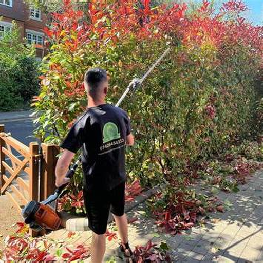 Real hedge and shrub care with a worker trimming a hedge